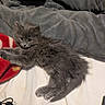 Leo is registered to the contest to win money with this photo: cat, kitten, gray_fur, fluffy, long_hair, animal, pet, lying_down, sleeping_area, bed, blanket, pillow, cozy, indoor, home, relaxed, cute, whiskers, ears, tail