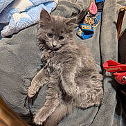 Leo is registered to the contest to win money with this photo: cat, kitten, gray_fur, fluffy, long_hair, blue_eyes, pet, animal, cute, portrait, lying_down, relaxed, indoors, blanket, couch, soft_texture, collar, pet_accessories, toy, cozy