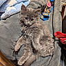 cat, kitten, gray_fur, fluffy, long_hair, blue_eyes, pet, animal, cute, portrait, lying_down, relaxed, indoors, blanket, couch, soft_texture, collar, pet_accessories, toy, cozy