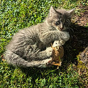 Gaspar participe au concours pour gagner de l'argent avec cette photo : abyssinian, angora, animal, cat, citrusfruit, field, flower, food, fruit, grass, grassland, kitten, lawn, manx, nature, outdoors, pet, plant, produce, soil