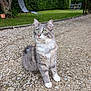 cat, gray_cat, white_paws, green_eyes, sitting, outdoor, garden, gravel_path, hedge, tree, lawn_chair, nature, animal, pet, fur, whiskers, alert, daylight, quiet, peaceful