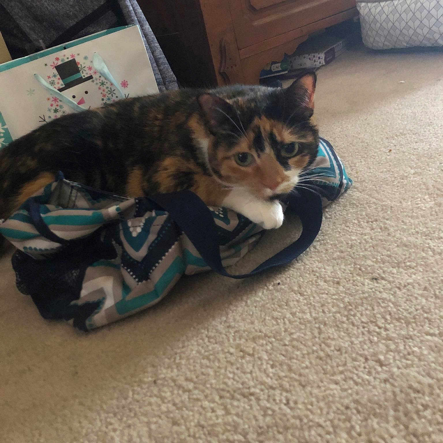 Gia joined the competition — help win amazing prizes! bengal, carnivore, cat, domestic_short_haired_cat, european_shorthair, felidae, floor, flooring, fur, kitten, small_to_medium_sized_cats, whiskers