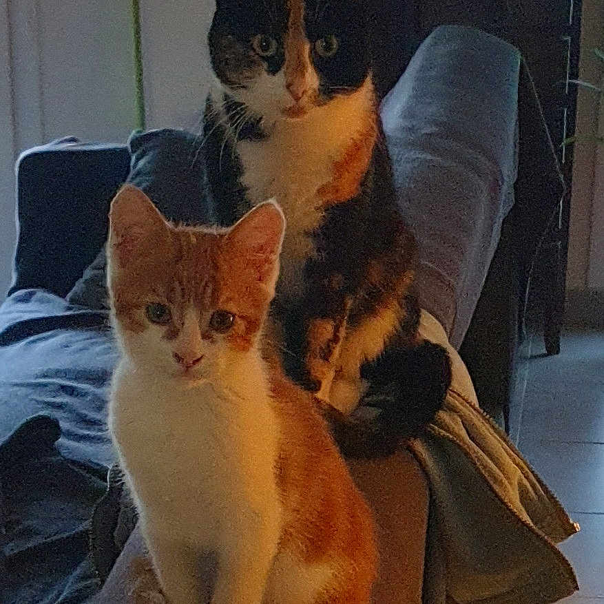 Salvo Et Vinthia a rejoint le concours — aidez-le/la à gagner de superbes lots ! animal, blanket, calico_cat, cat, couch, cozy, cute, domestic, fur, furniture, home, indoor, kitten, living_room, looking_at_camera, orange_cat, pet, relaxed, sitting, two_animals