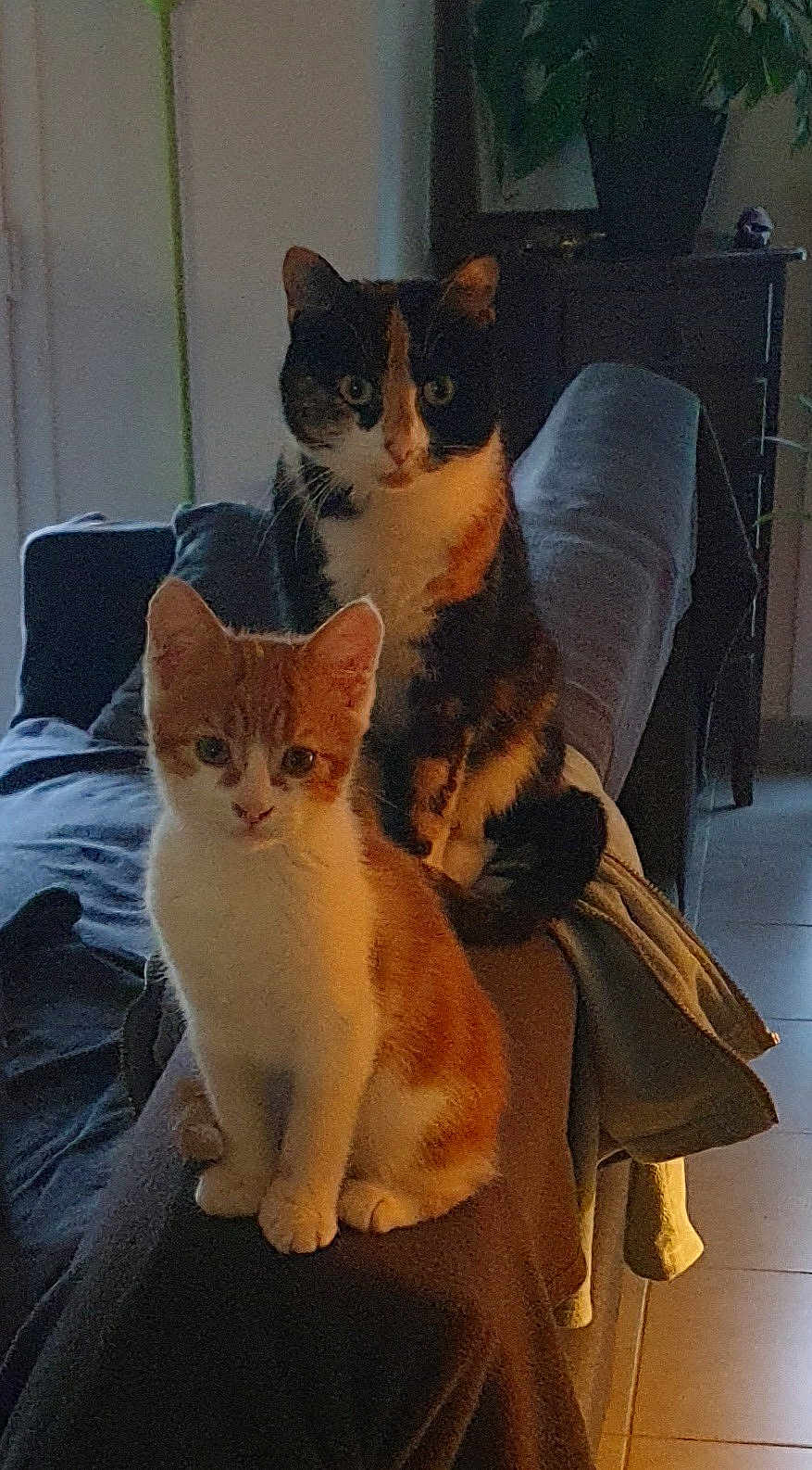 Salvo Et Vinthia a rejoint le concours — aidez-le/la à gagner de superbes lots ! animal, blanket, calico_cat, cat, couch, cozy, cute, domestic, fur, furniture, home, indoor, kitten, living_room, looking_at_camera, orange_cat, pet, relaxed, sitting, two_animals