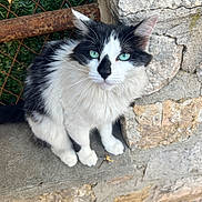 Lina participe au concours pour gagner de l'argent avec cette photo : cat, black_and_white, blue_eyes, fluffy, sitting, stone_wall, stone_ledge, rusty_metal, fence, outdoor, curious, pet, animal, whiskers, ears, fur, closeup, portrait, nature, calm