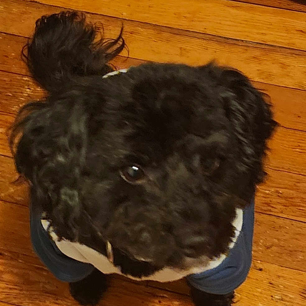 Roscoe is registered to the contest to win money with this photo: dog, black_dog, curly_fur, pet, indoor, wooden_floor, clothing, looking_up, cute, small_dog, animal, companion, fur, adorable, puppy, canine, domestic, friendly, pet_clothes, house