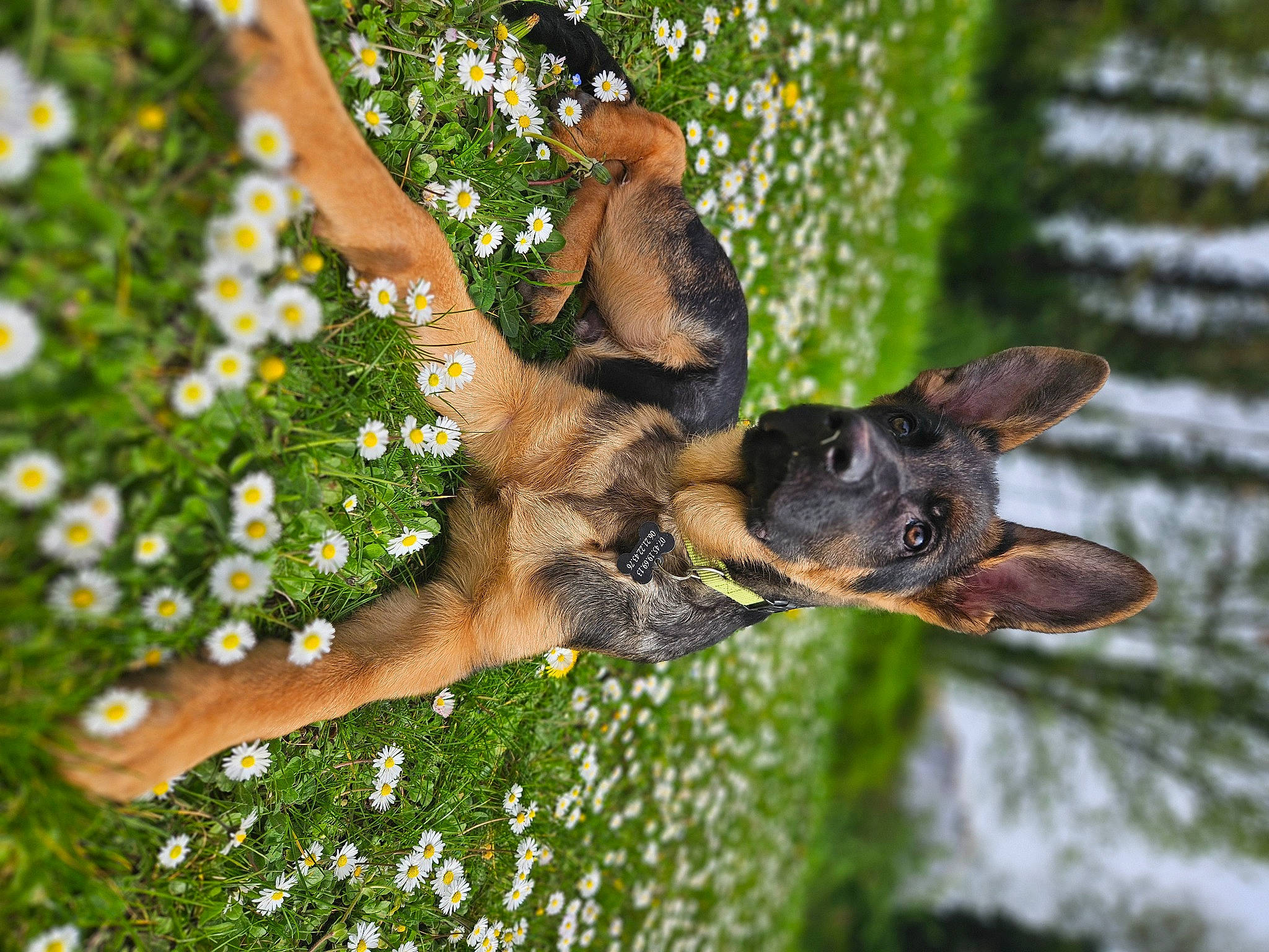 Vaïcko participe au concours pour gagner de l'argent avec cette photo : branch, carnivore, dog, dog_breed, fawn, flower, german_shepherd_dog, grass, happy, old_german_shepherd_dog, organism, people_in_nature, plant, snout, terrestrial_animal, tree, trunk, twig, wildlife, wood