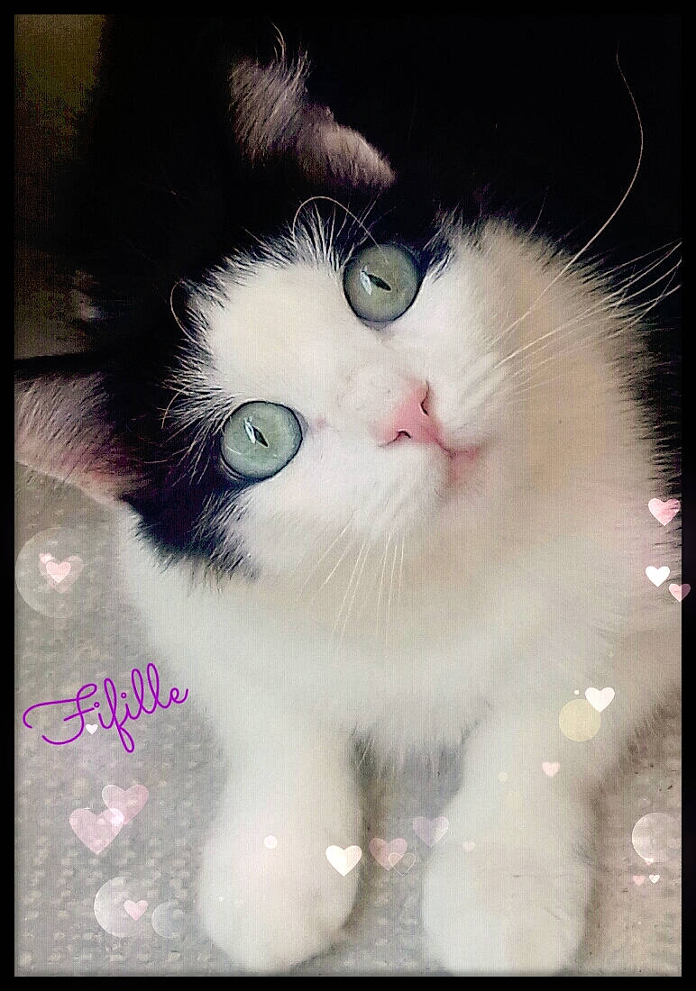 Fifille