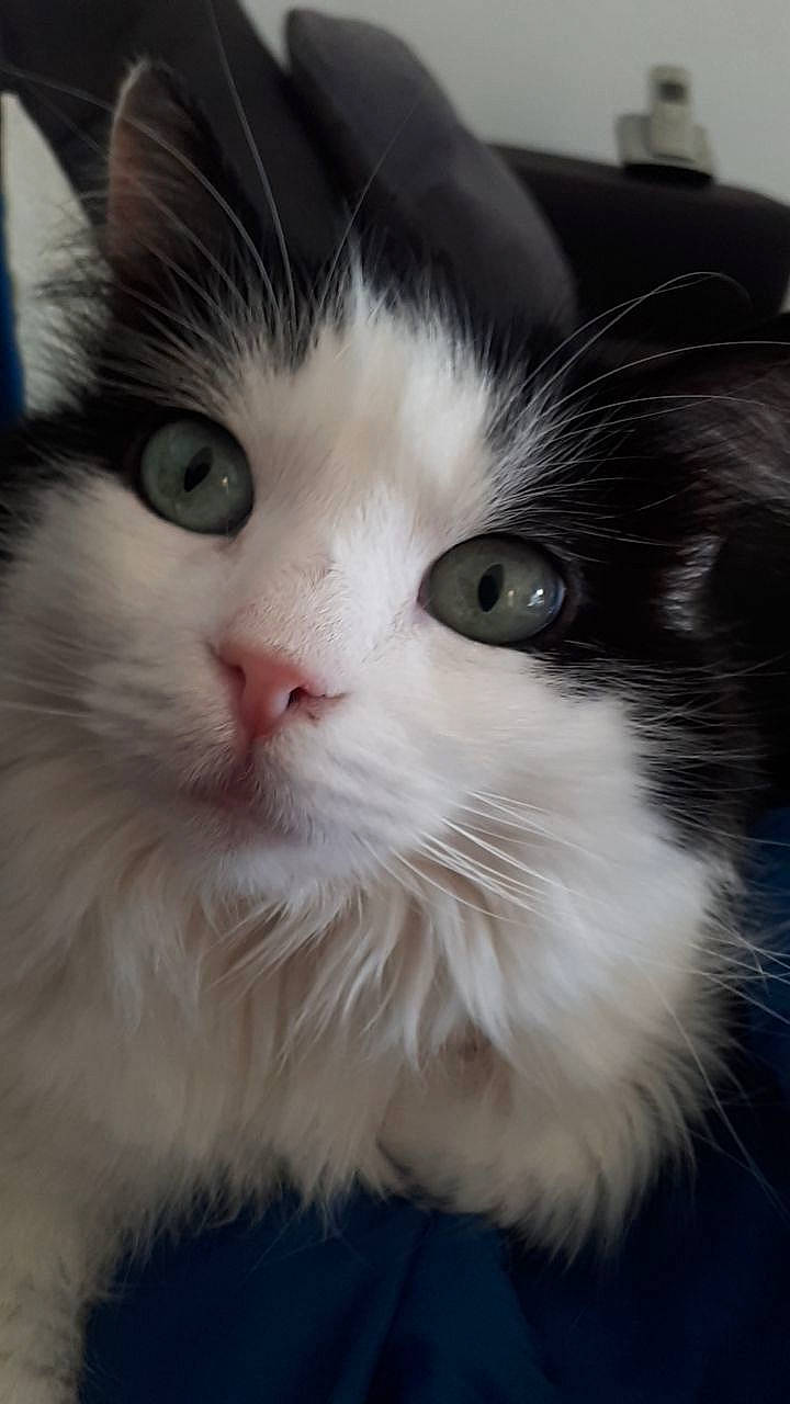 Fifille participe au concours pour gagner de l'argent avec cette photo : british_longhair, carnivore, cat, domestic_short_haired_cat, eye, felidae, fur, iris, nose, small_to_medium_sized_cats, snout, whiskers