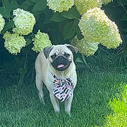 Daisy joined the competition — help win amazing prizes! dog, pug, bow, grass, flower, hydrangea, outdoor, pet, animal, greenery, nature, sunlight, smiling, cute, portrait, standing, leaf, garden, summer, canine