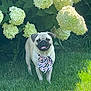 dog, pug, bow, grass, flower, hydrangea, outdoor, pet, animal, greenery, nature, sunlight, smiling, cute, portrait, standing, leaf, garden, summer, canine