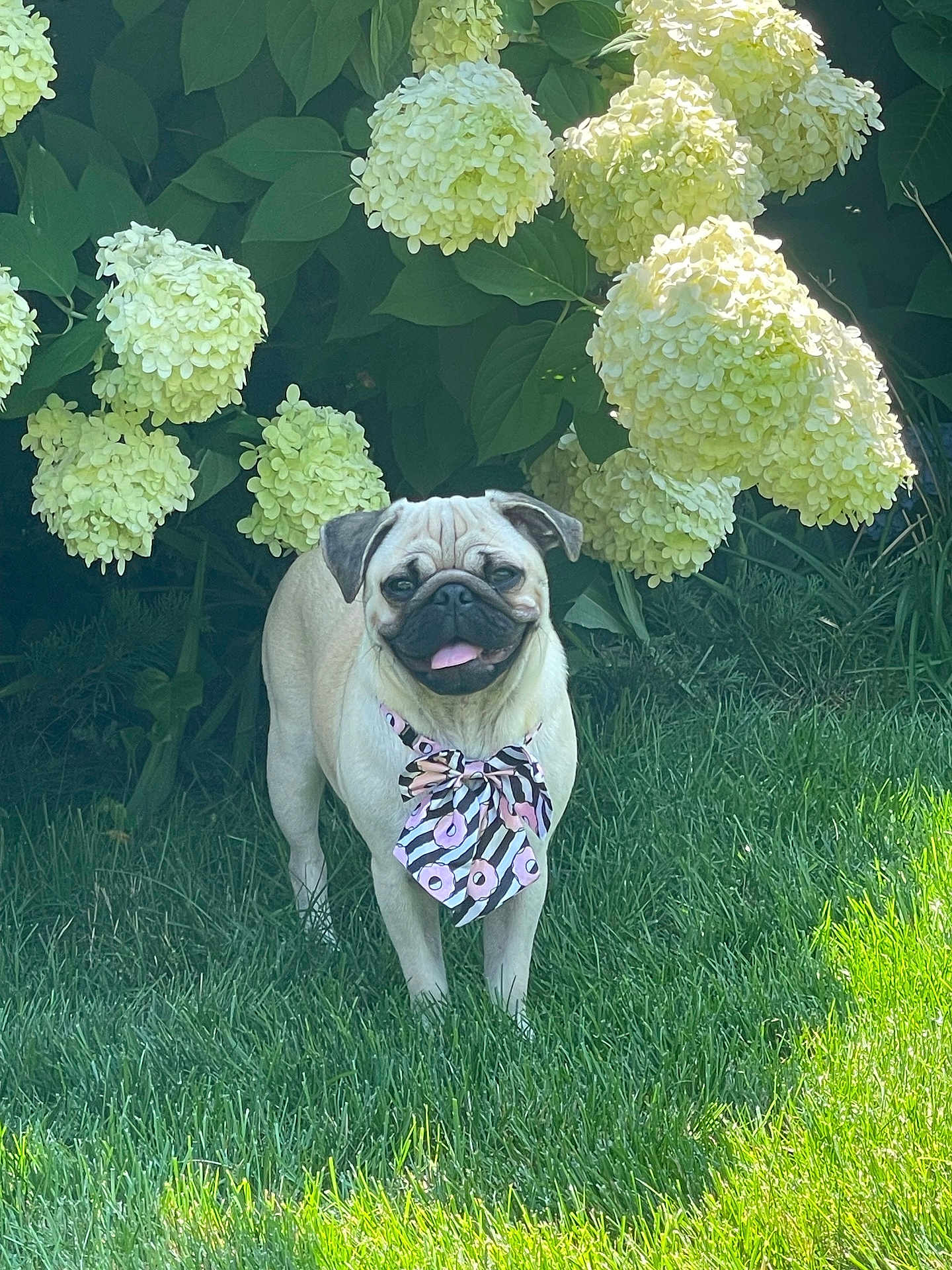 Daisy