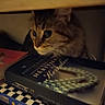 cat, books, shelf, curious, animal, pet, indoor, feline, stack, literature, hidden, eyes, quiet, cozy, domestic, fur, closeup, reading, home, shadow