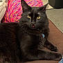 animal, black_cat, cat, close_up, collar, colorful_background, cozy, cute, domestic_animal, fluffy, fur, indoor, lying_down, patterned_fabric, pet, relaxed, tag, tongue_out, whiskers, yellow_eyes