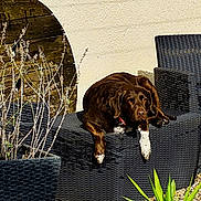 Ollie a rejoint le concours — aidez-le/la à gagner de superbes lots ! dog, brown_dog, wicker_furniture, outdoor, sunlight, potted_plants, garden, relaxed, resting, beige_wall, wooden_wheel, gravel, plant_pot, green_leaves, pet, animal, summer, daylight, nature, furniture