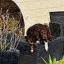 dog, brown_dog, wicker_furniture, outdoor, sunlight, potted_plants, garden, relaxed, resting, beige_wall, wooden_wheel, gravel, plant_pot, green_leaves, pet, animal, summer, daylight, nature, furniture