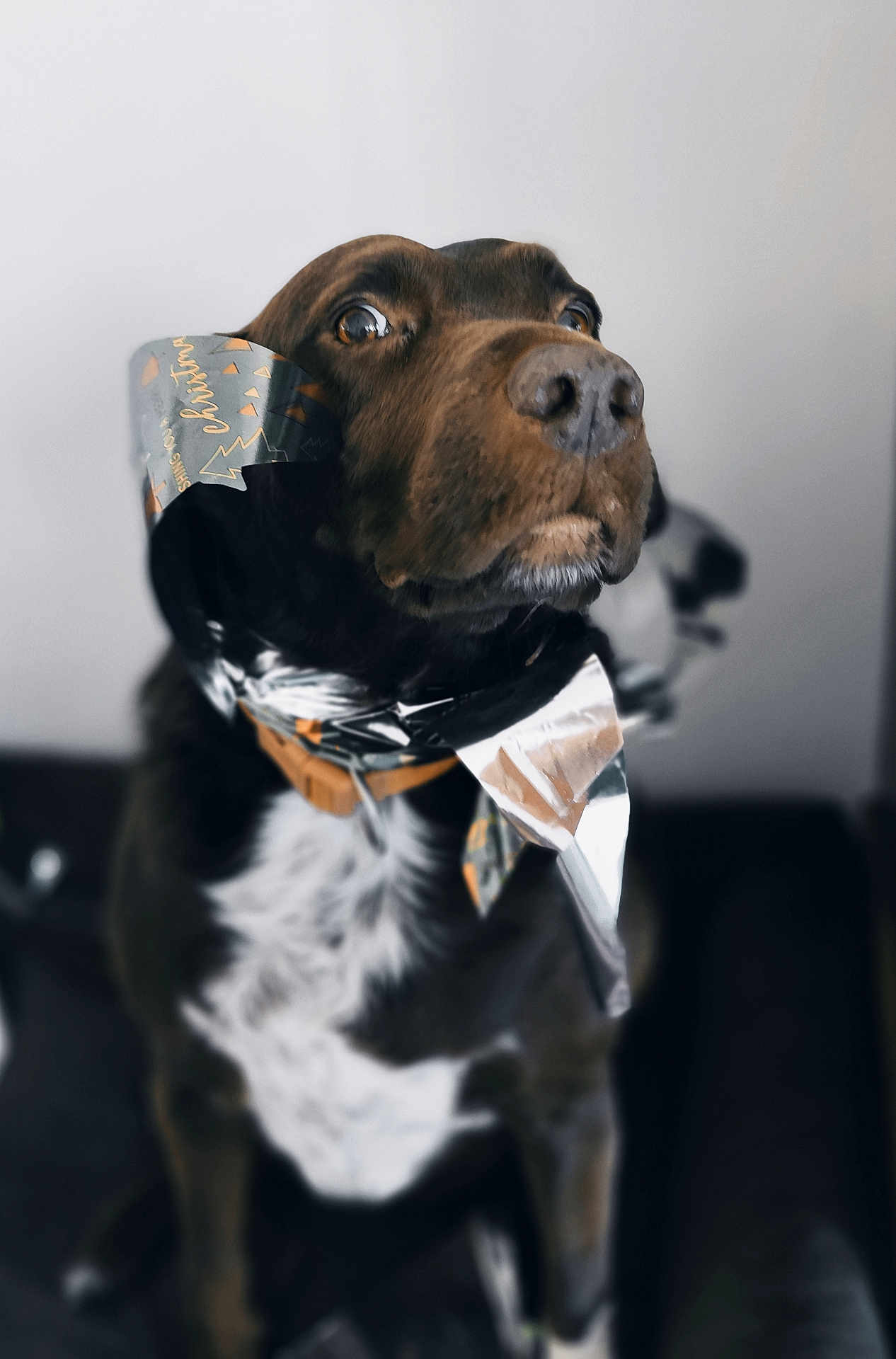 Ollie a rejoint le concours — aidez-le/la à gagner de superbes lots ! dog, pet, animal, brown, white, fur, ribbon, christmas, holiday, indoor, portrait, cute, curious, looking_up, sitting, domestic_animal, canine, snout, ears, whiskers