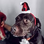 animal, blurry_background, brown_dog, canine, closeup, collar, cute, dog, domestic_animal, ears, festive, fur, headwear, holiday, indoor, looking_away, pet, portrait, santa_hat, whiskers