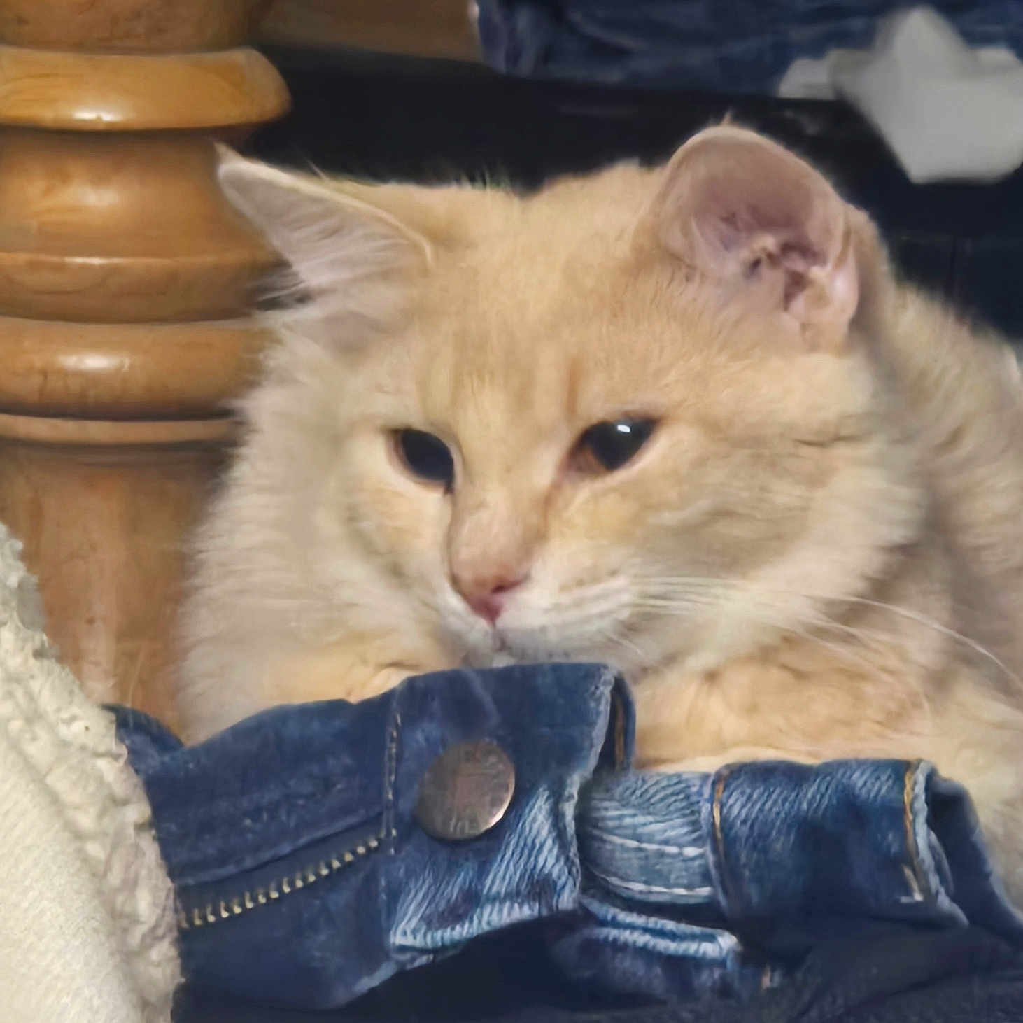 Chloe joined the competition — help win amazing prizes! animal, blanket, cat, close_up, cozy, cream_colored, cute, denim_jeans, domestic, ears, fluffy, fur, furniture, indoor, pet, relaxed, resting, sleepy, soft, whiskers