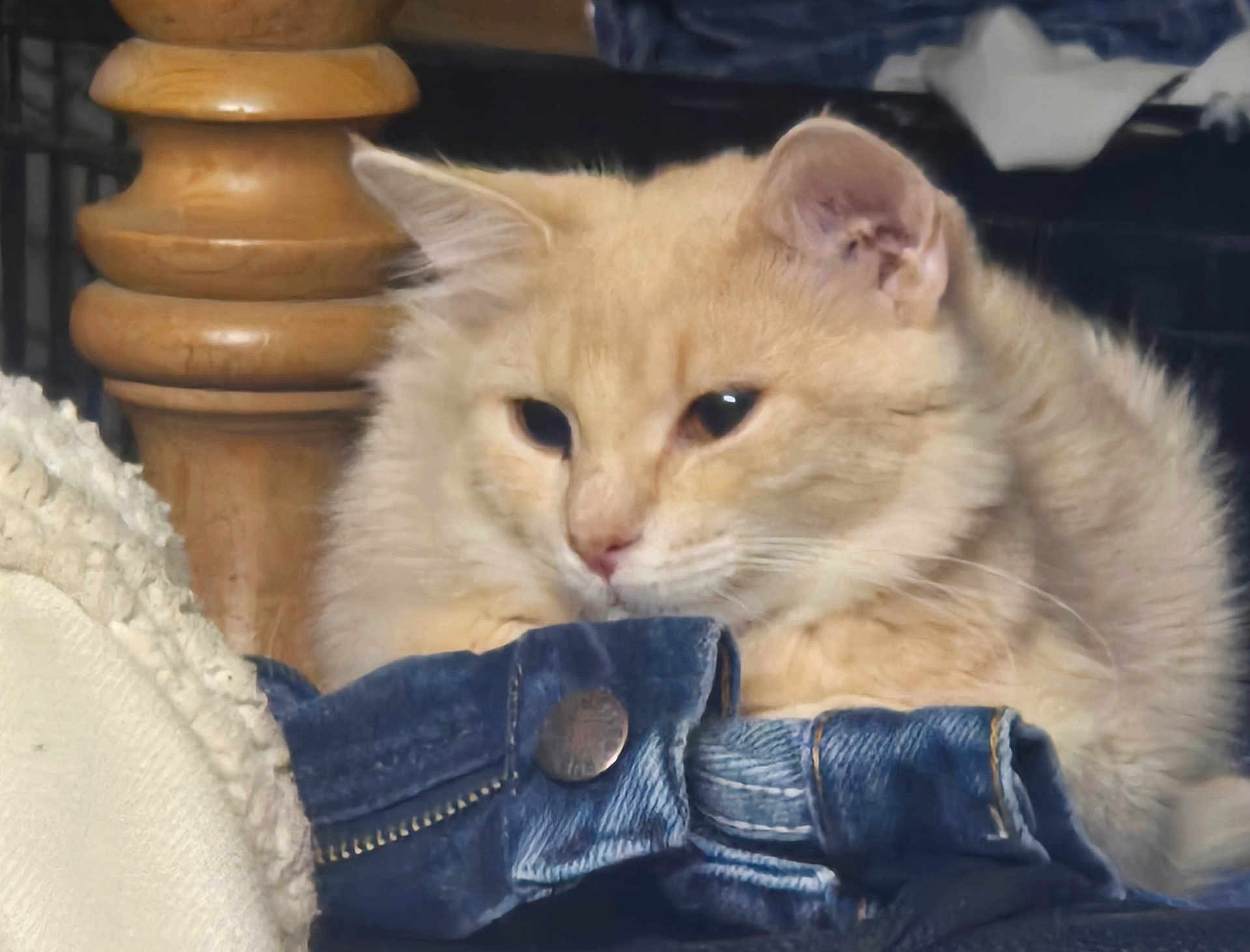 Chloe joined the competition — help win amazing prizes! cat, fluffy, cream_colored, denim_jeans, resting, indoor, cozy, furniture, blanket, close_up, pet, cute, fur, animal, sleepy, whiskers, ears, soft, relaxed, domestic