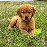 adorable, animal, canine, cute, dog, domestic_animal, fur, golden_retriever, grass, green, lawn, nature, outdoor, pet, playful, puppy, resting, summer, tennis_ball, young