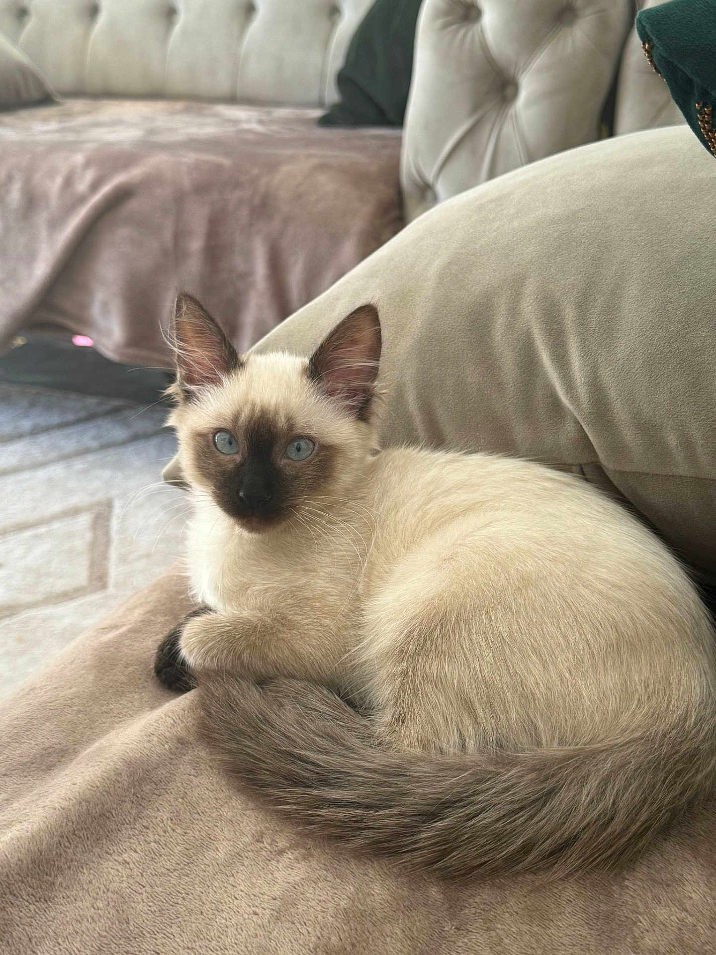Tako a rejoint le concours — aidez-le/la à gagner de superbes lots ! cat, kitten, siamese_cat, blue_eyes, fur, tail, ears, whiskers, blanket, couch, furniture, living_room, indoor, pet, animal, cute, cozy, resting, soft_texture, neutral_colors