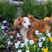 Sissy joined the competition — help win amazing prizes! animal, blurred_background, brown_and_white, close_up, colorful, dog, floppy_ears, flowers, garden, greenery, long_hair, nature, orange_flowers, outdoor, pansies, pet, portrait, purple_flowers, white_flowers, yellow_flowers