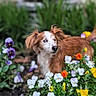 animal, blurred_background, brown_and_white, close_up, colorful, dog, floppy_ears, flowers, garden, greenery, long_hair, nature, orange_flowers, outdoor, pansies, pet, portrait, purple_flowers, white_flowers, yellow_flowers