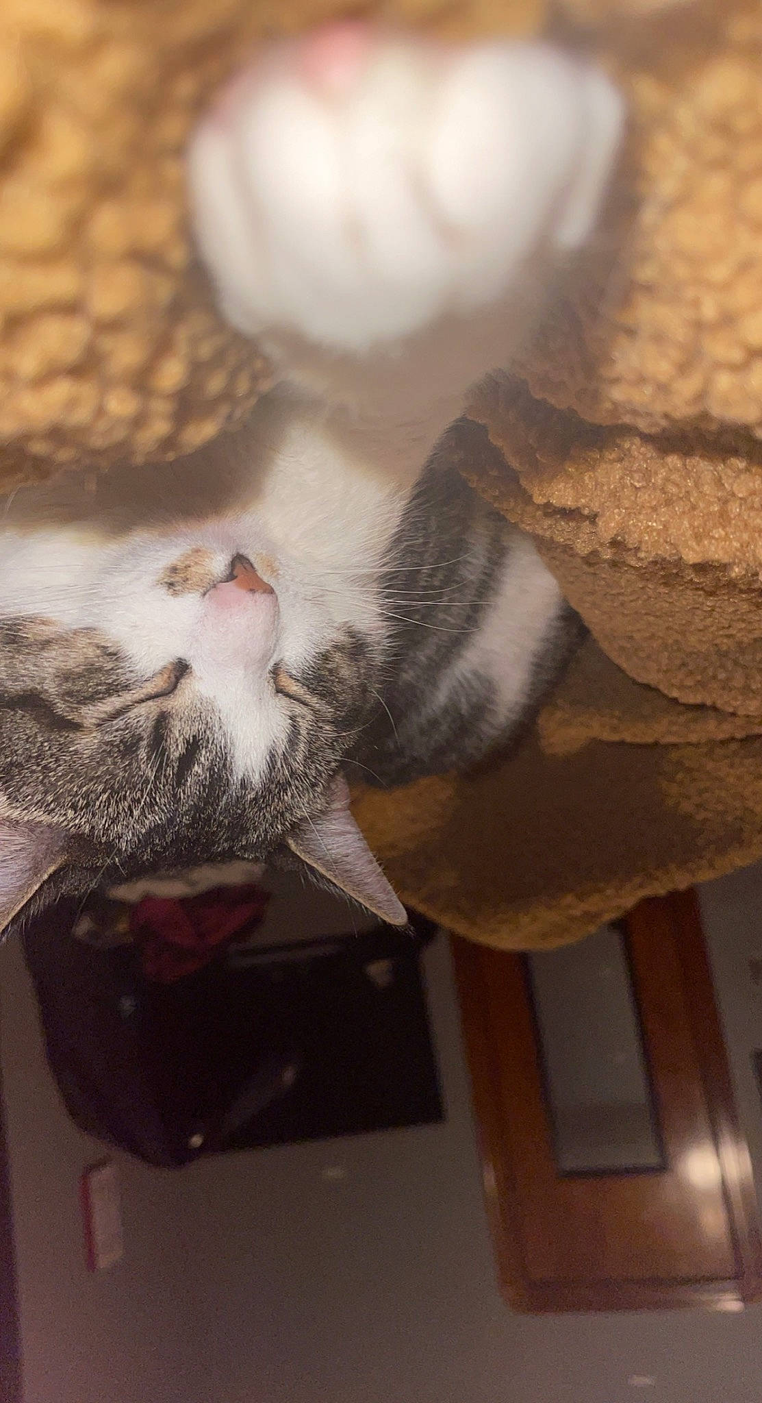 Milo is registered to the contest to win money with this photo: beard, carnivore, cat, comfort, domestic_short_haired_cat, fawn, felidae, flooring, fur, grey, hardwood, leg, moustache, paw, room, small_to_medium_sized_cats, snout, tail, whiskers, wood