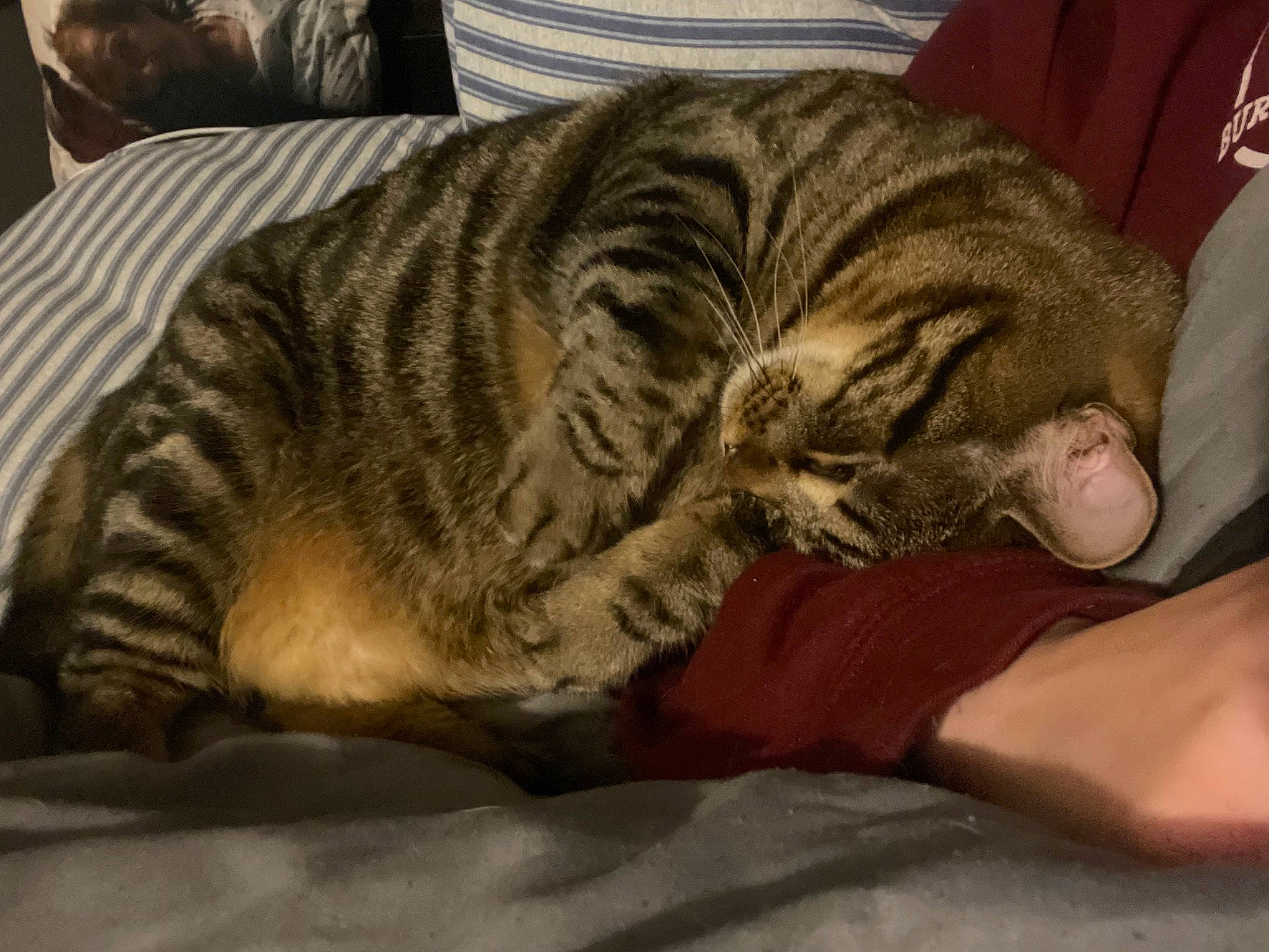 Moose is registered to the contest to win money with this photo: bed, carnivore, cat, claw, comfort, domestic_short_haired_cat, fawn, felidae, fur, human_leg, nap, paw, sleep, small_to_medium_sized_cats, snout, tail, terrestrial_animal, whiskers