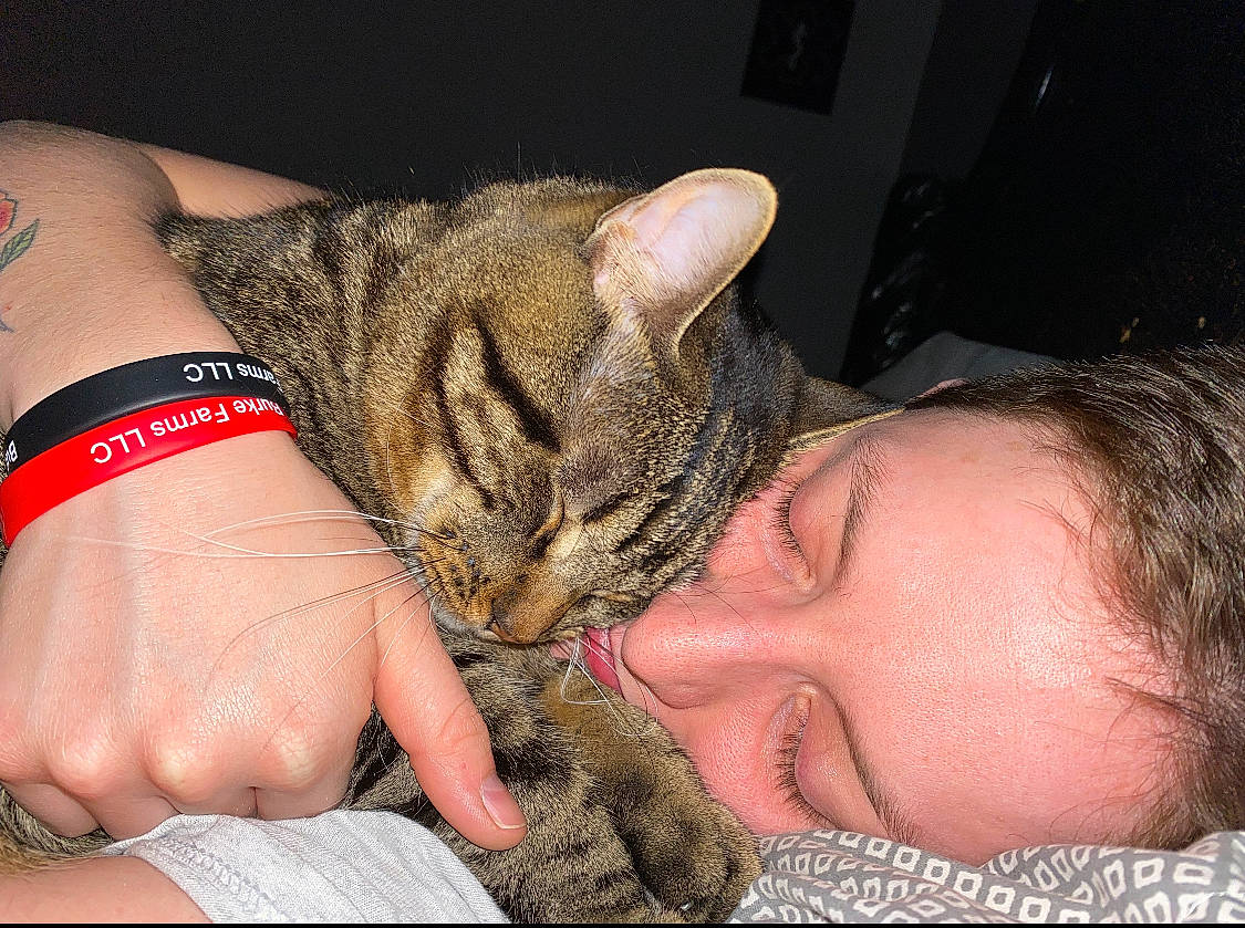 Moose joined the competition — help win amazing prizes! carnivore, cat, domestic_short_haired_cat, ear, eyelash, felidae, finger, gesture, hand, human_body, jaw, mammal, nail, organ, skin, small_to_medium_sized_cats, snout, thumb, vertebrate, whiskers