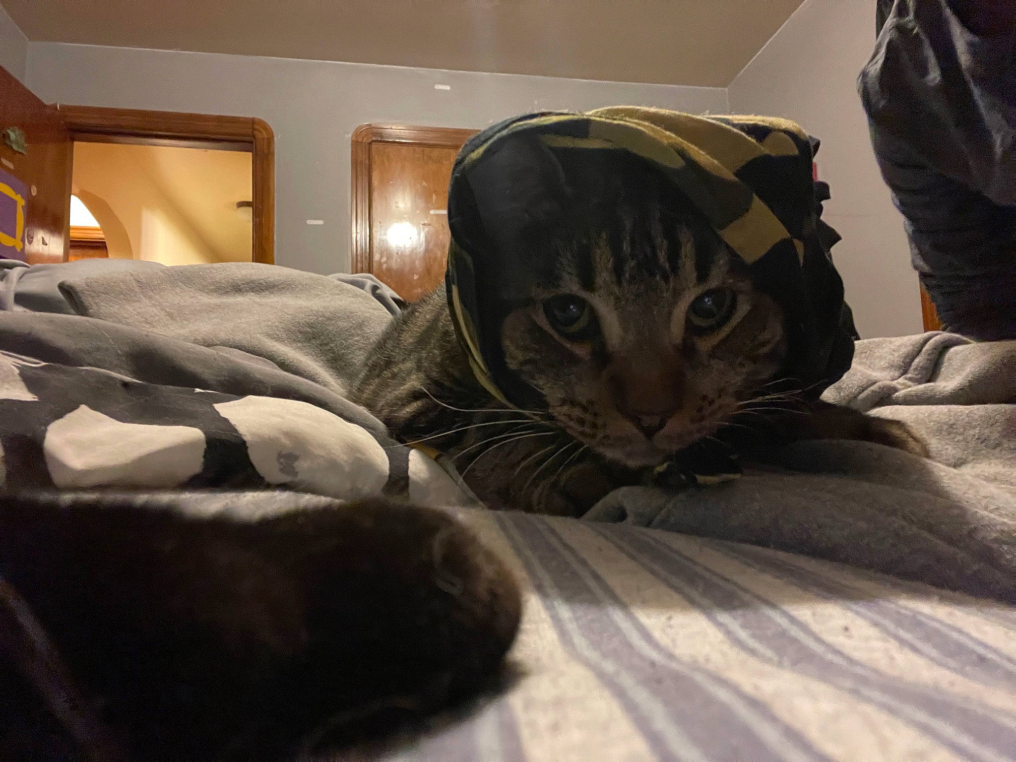 Moose joined the competition — help win amazing prizes! bed, bed_sheet, bedding, carnivore, cat, comfort, domestic_short_haired_cat, felidae, flooring, fur, grey, hardwood, linens, picture_frame, room, small_to_medium_sized_cats, tail, textile, whiskers, wood