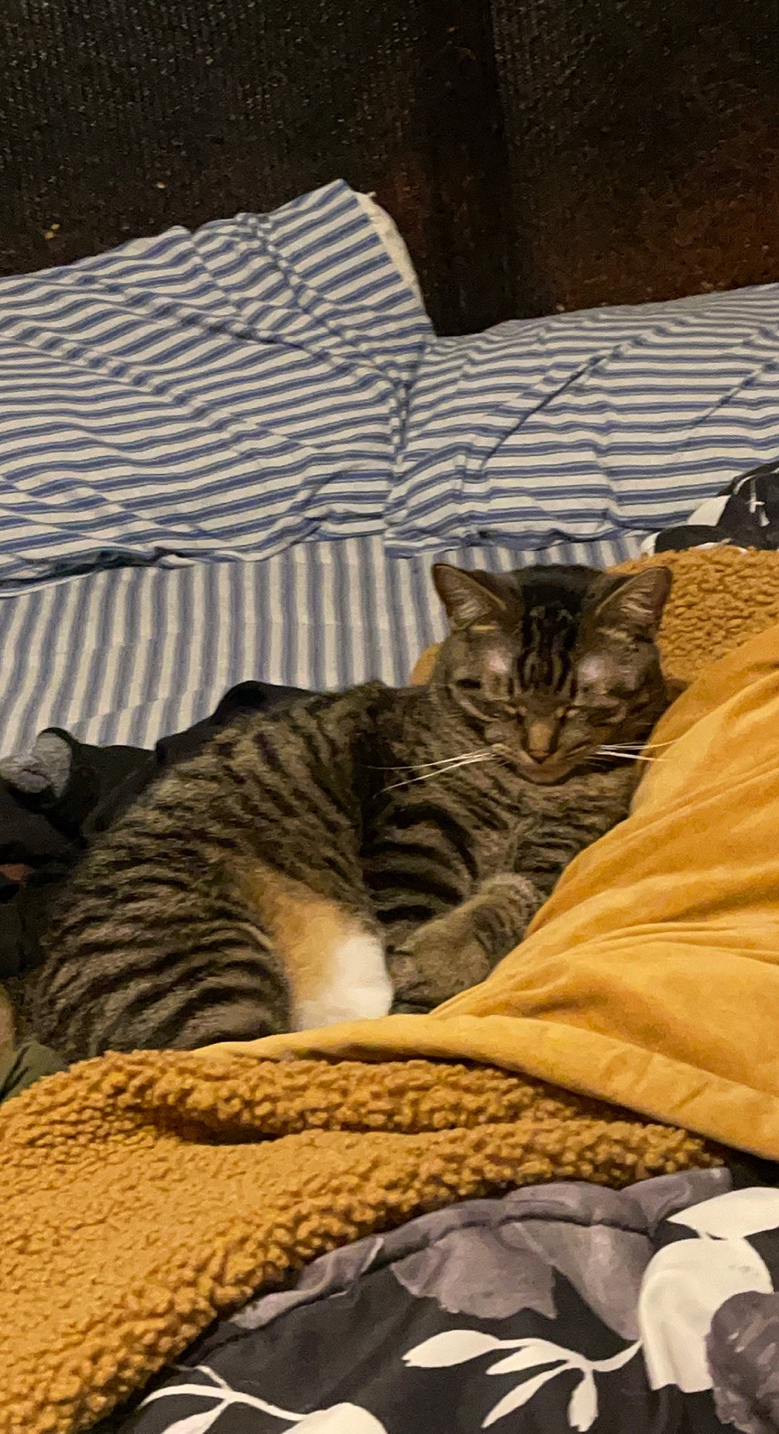 Maverick joined the competition — help win amazing prizes! bed, bed_sheet, bedding, brown, carnivore, cat, comfort, domestic_short_haired_cat, fawn, felidae, fur, grey, linens, room, sand, small_to_medium_sized_cats, snout, textile, tree, whiskers