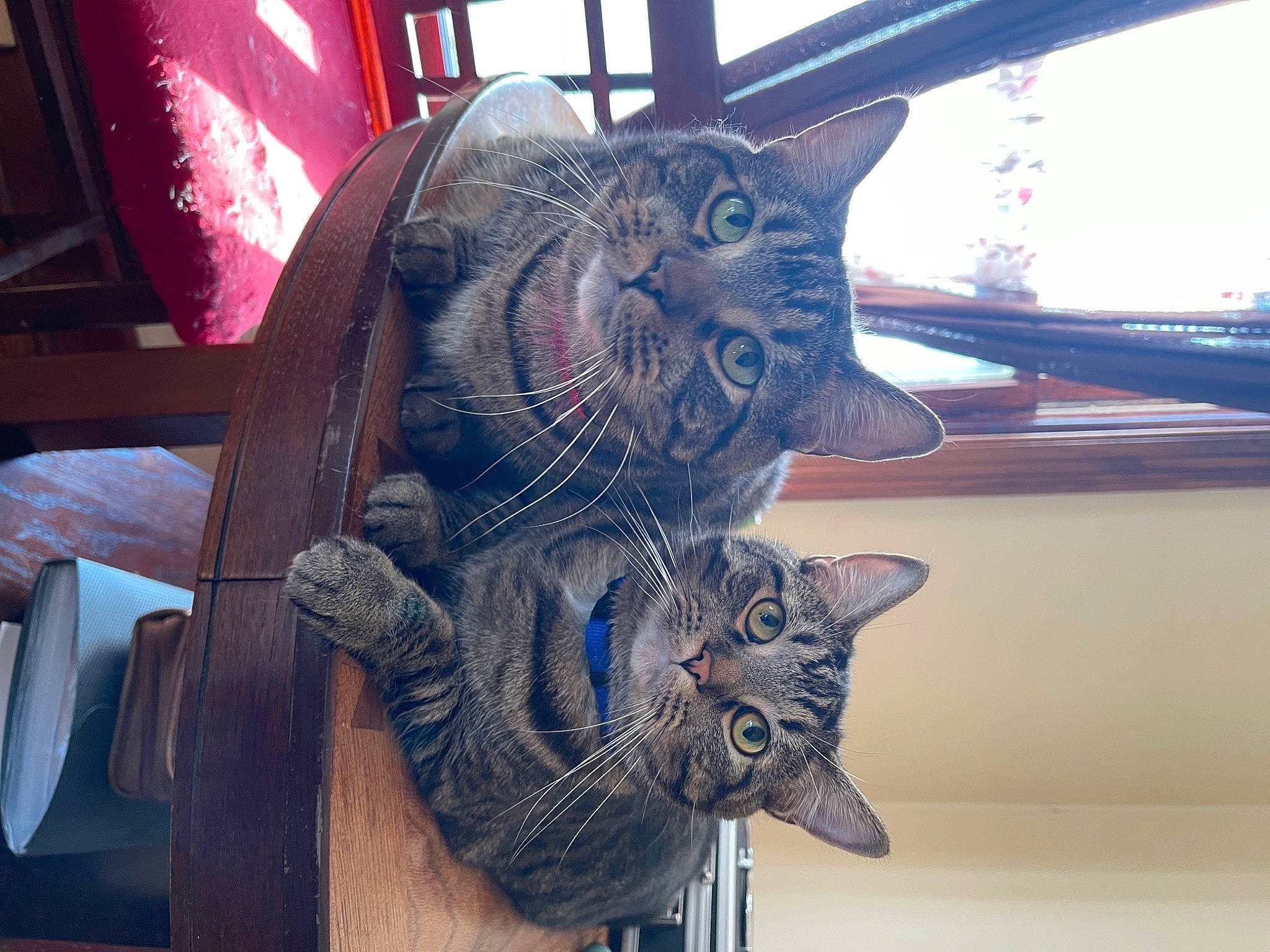 Maverick is registered to the contest to win money with this photo: art, auto_part, automotive_tire, automotive_wheel_system, bicycle_tire, carmine, carnivore, cat, domestic_short_haired_cat, electric_blue, felidae, metal, sculpture, small_to_medium_sized_cats, snapshot, spoke, statue, tail, whiskers, wood