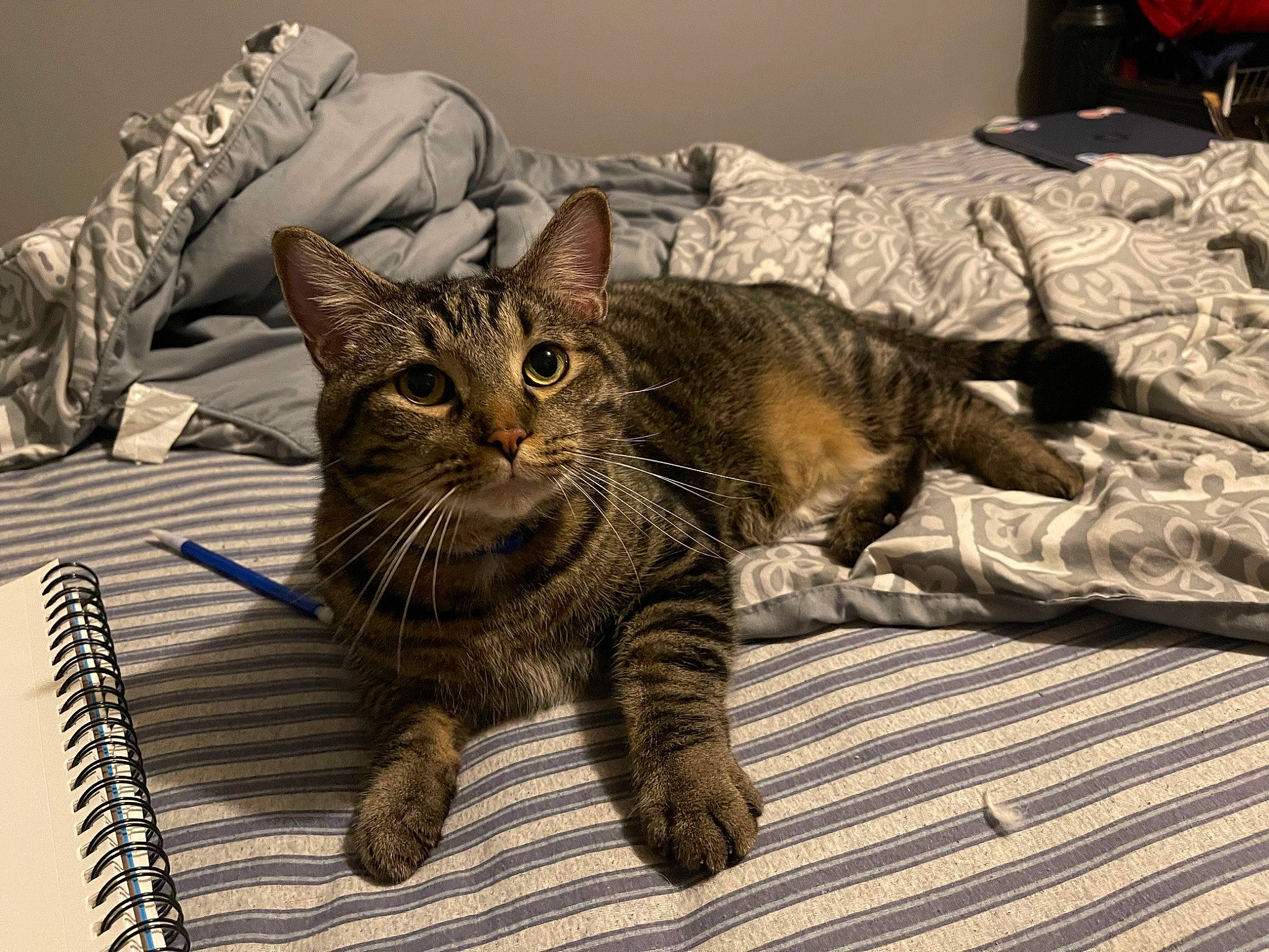 Maverick is registered to the contest to win money with this photo: bed, carnivore, cat, claw, comfort, domestic_short_haired_cat, felidae, foot, fur, pattern, paw, sitting, small_to_medium_sized_cats, tail, terrestrial_animal, whiskers, wine