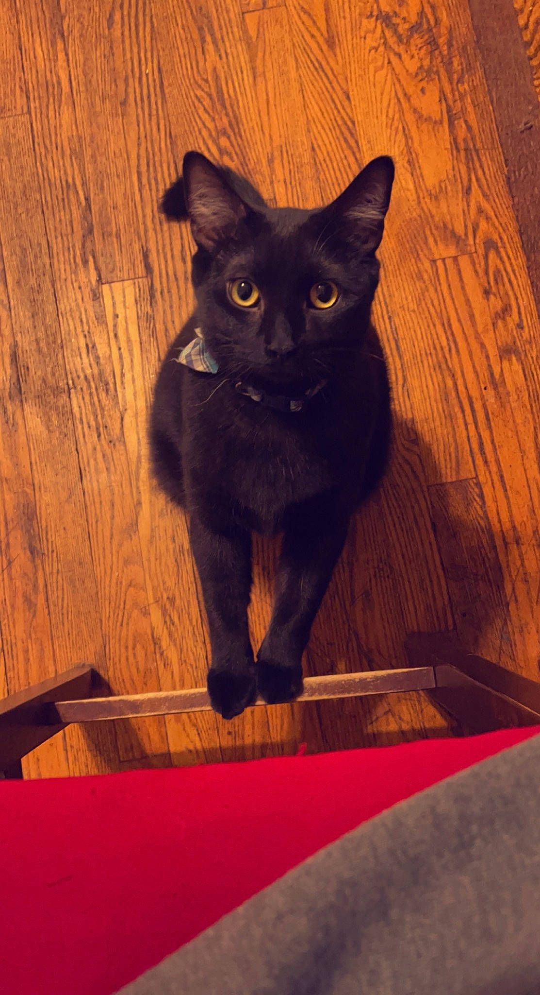 Jackie joined the competition — help win amazing prizes! black_cat, carnivore, cat, domestic_short_haired_cat, fawn, felidae, flooring, fur, hardwood, iris, red, shadow, small_to_medium_sized_cats, snout, stairs, tail, tints_and_shades, whiskers, wood, wood_stain