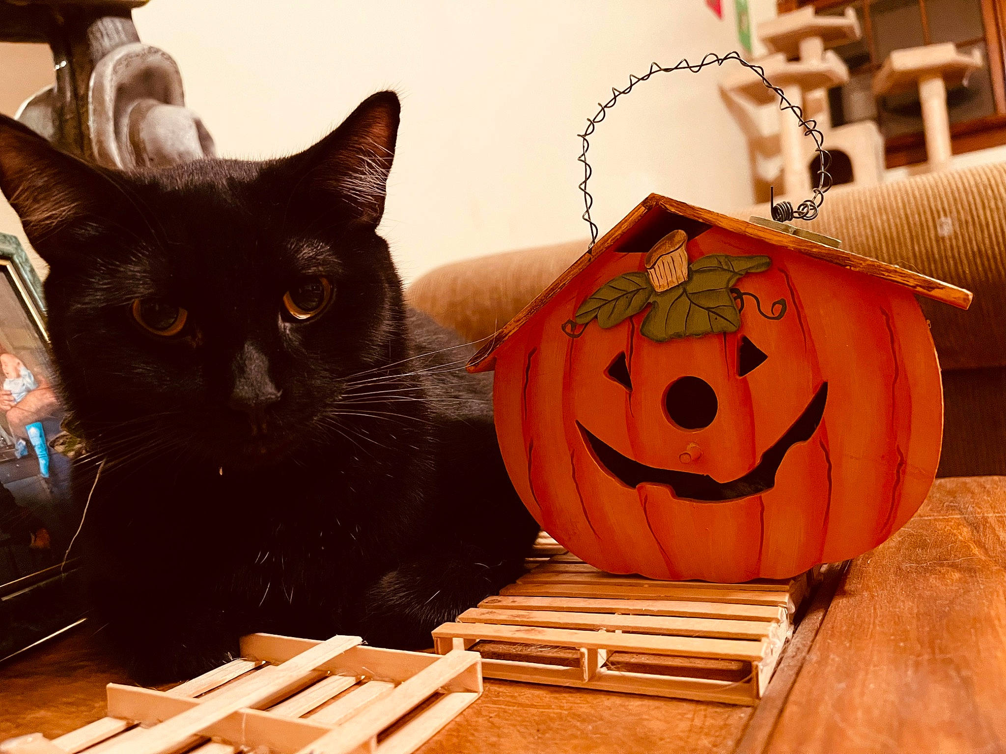 Jackie joined the competition — help win amazing prizes! calabaza, carnivore, cat, creative_arts, cucurbita, felidae, gourd, hardwood, jack_o_lantern, orange, plant, pumpkin, small_to_medium_sized_cats, squash, varnish, vegetable, whiskers, winter_squash, wood, wood_stain