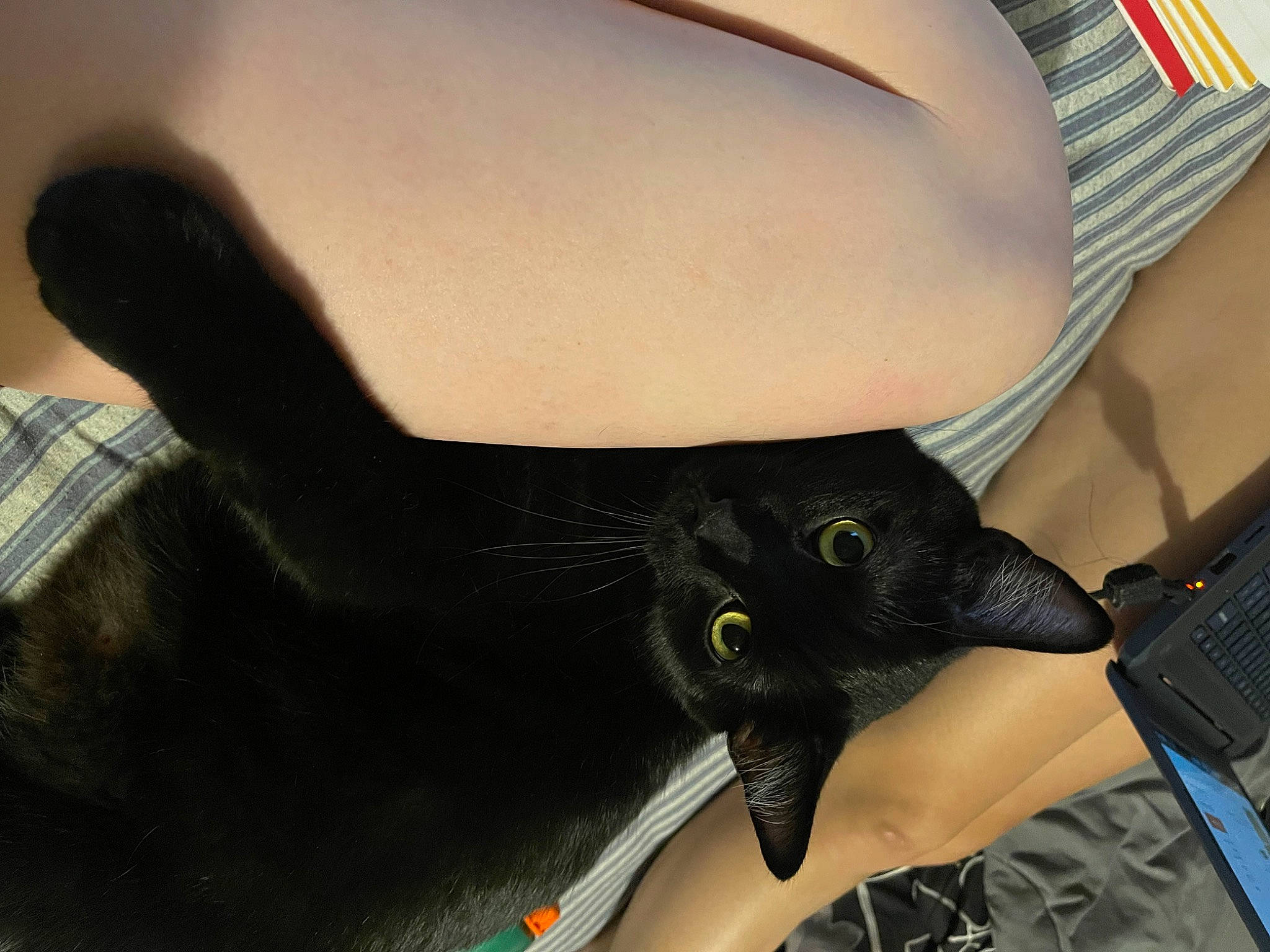 Jackie is registered to the contest to win money with this photo: black_cat, bombay, carnivore, cat, comfort, domestic_short_haired_cat, eye, felidae, foot, fur, gesture, head, human_leg, neck, small_to_medium_sized_cats, snout, tail, thigh, waist, whiskers