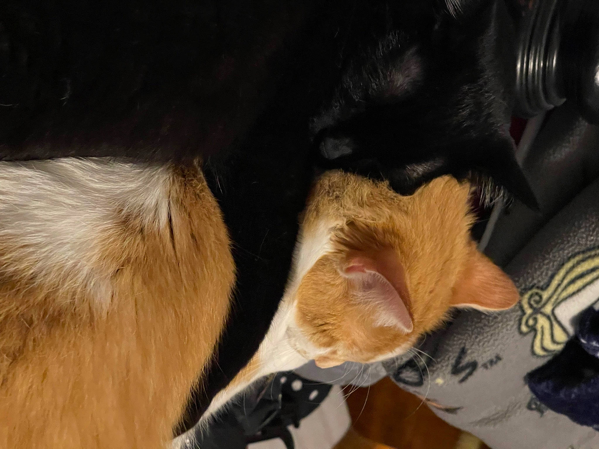 Jackie joined the competition — help win amazing prizes! black_cat, canidae, carnivore, cat, claw, comfort, companion_dog, dog_breed, domestic_short_haired_cat, ear, fang, fawn, felidae, fur, paw, small_to_medium_sized_cats, snout, tail, whiskers