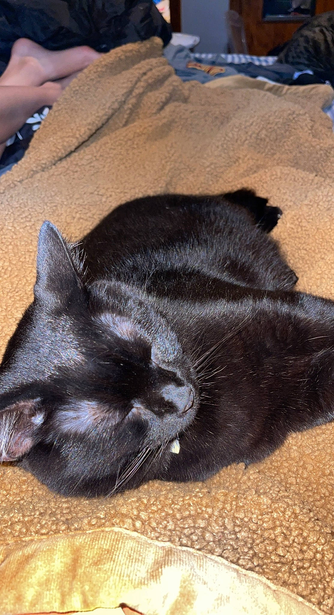 Jackie joined the competition — help win amazing prizes! black_cat, bombay, carnivore, cat, claw, comfort, dog_breed, domestic_short_haired_cat, felidae, fur, grey, nap, paw, sand, sleep, small_to_medium_sized_cats, snout, tail, terrestrial_animal, whiskers