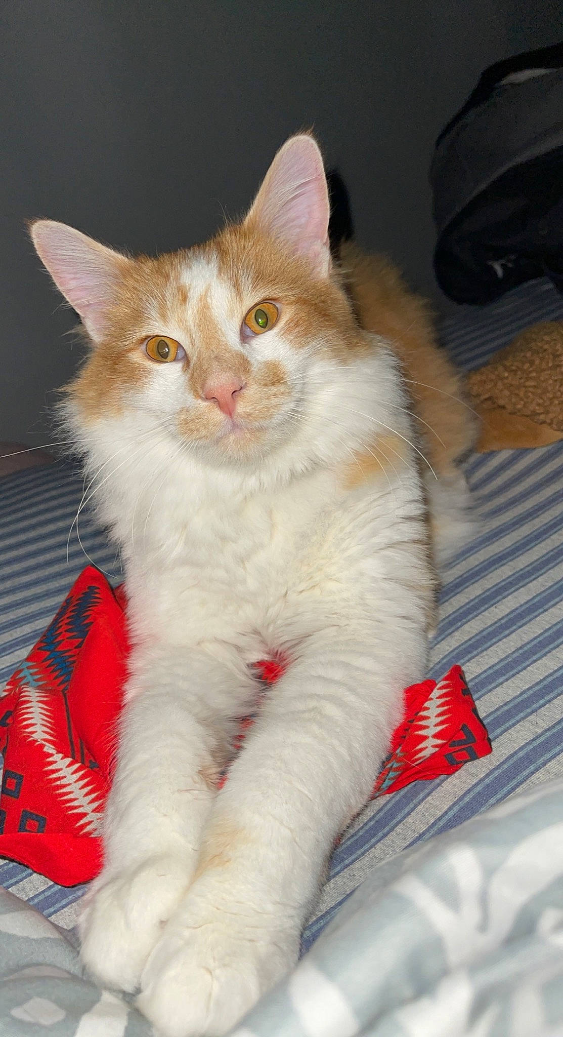 Wrangler is registered to the contest to win money with this photo: carnivore, cat, claw, comfort, domestic_short_haired_cat, event, eye, fawn, felidae, foot, fur, lap, paw, sitting, small_to_medium_sized_cats, snout, tail, whiskers