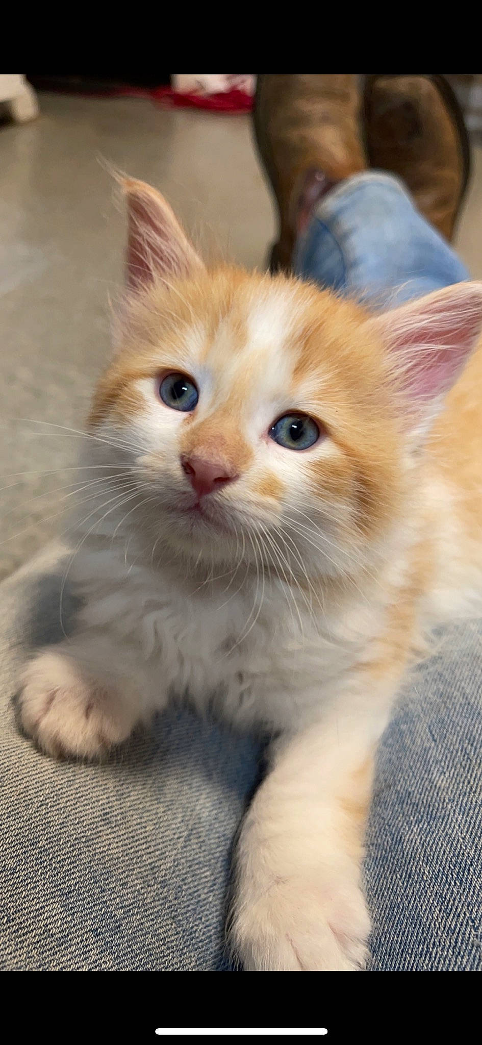 Wrangler joined the competition — help win amazing prizes! carnivore, cat, claw, domestic_short_haired_cat, eye, fawn, felidae, fur, paw, small_to_medium_sized_cats, snout, tail, whiskers, wood