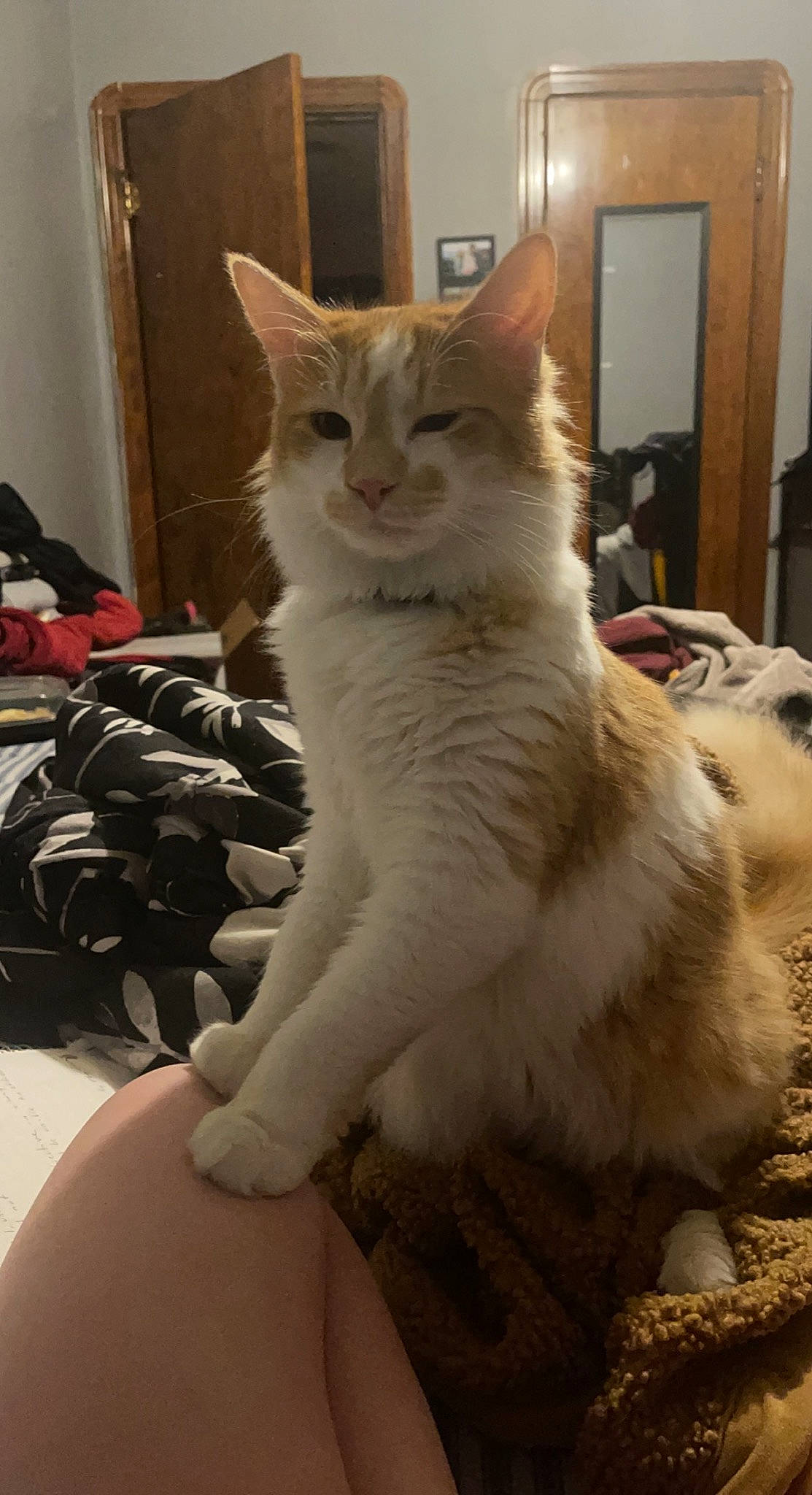 Wrangler is registered to the contest to win money with this photo: bed, box, carnivore, cat, claw, comfort, domestic_short_haired_cat, door, eye, fawn, felidae, flooring, fur, paw, sitting, small_to_medium_sized_cats, snout, tail, whiskers, window