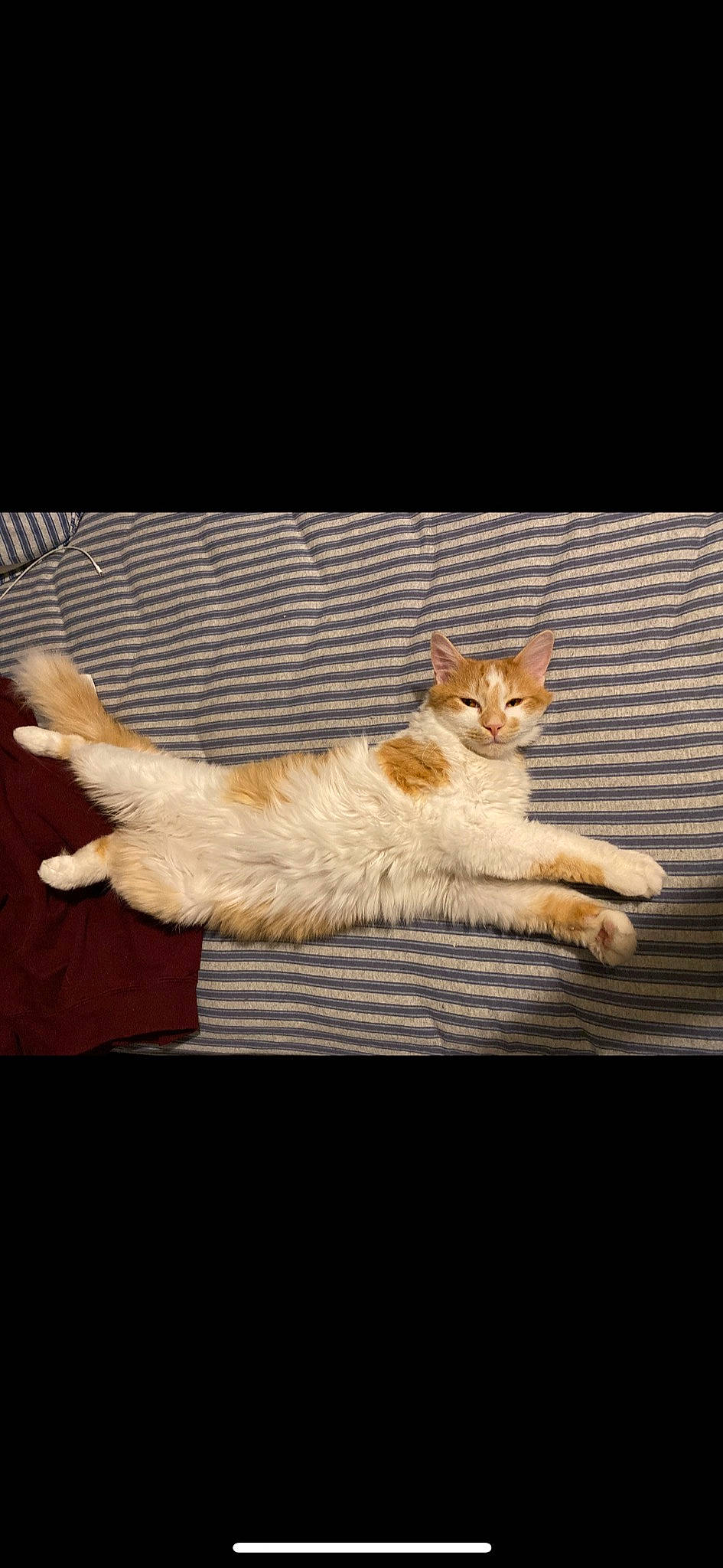 Wrangler is registered to the contest to win money with this photo: art, carnivore, cat, claw, comfort, domestic_short_haired_cat, fawn, felidae, fur, hardwood, musical_instrument, paw, sitting, small_to_medium_sized_cats, snout, tail, whiskers, wildlife, window, wood