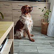 Lary a rejoint le concours — aidez-le/la à gagner de superbes lots ! brown, cabinet, canine, curtain, decor, dog, floor, fur, furniture, home, indoor, living_room, pet, plant, potted_plant, side_view, sitting, television, white, wooden_floor