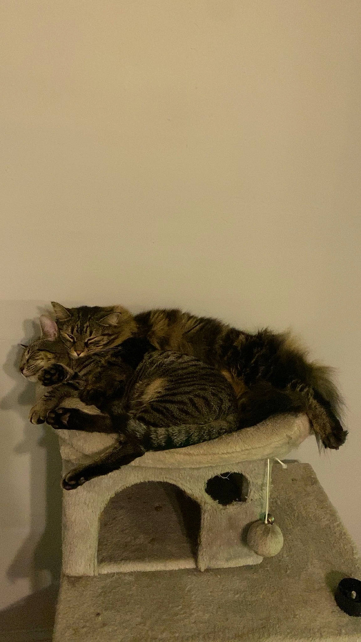 Milo is registered to the contest to win money with this photo: art, carnivore, cat, cat_bed, claw, domestic_short_haired_cat, felidae, fur, grey, monochrome, monochrome_photography, painting, paw, sitting, small_to_medium_sized_cats, tail, terrestrial_animal, whiskers