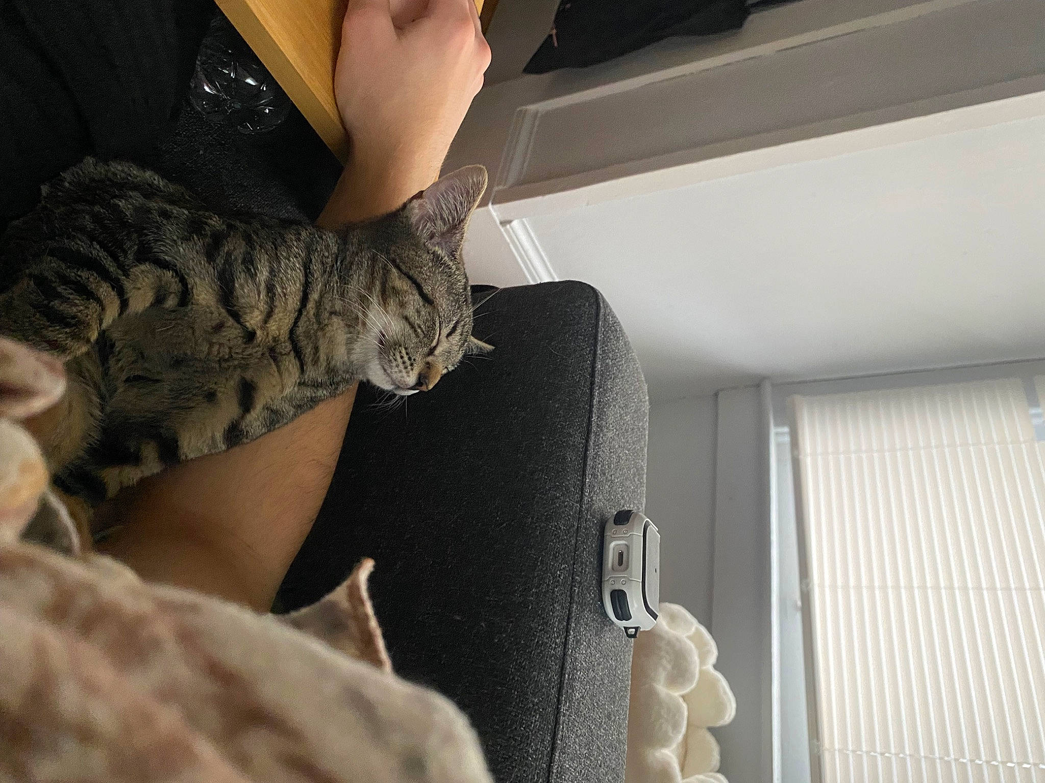 Milo joined the competition — help win amazing prizes! arm, car_seat, carnivore, cat, comfort, domestic_short_haired_cat, elbow, felidae, fur, gesture, human_leg, military_camouflage, nail, pattern, sitting, small_to_medium_sized_cats, tail, thigh, vehicle_door, whiskers