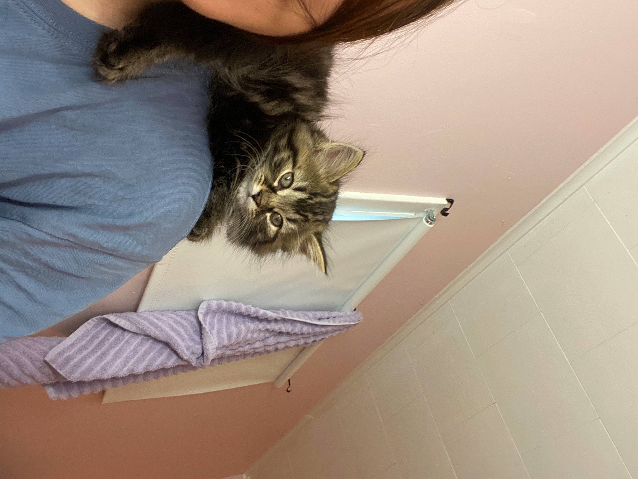 Blair joined the competition — help win amazing prizes! brown_hair, carnivore, cat, ceiling, ear, felidae, fur, hair, kitten, long_hair, maine_coon, norwegian_forest_cat, room, small_to_medium_sized_cats, whiskers