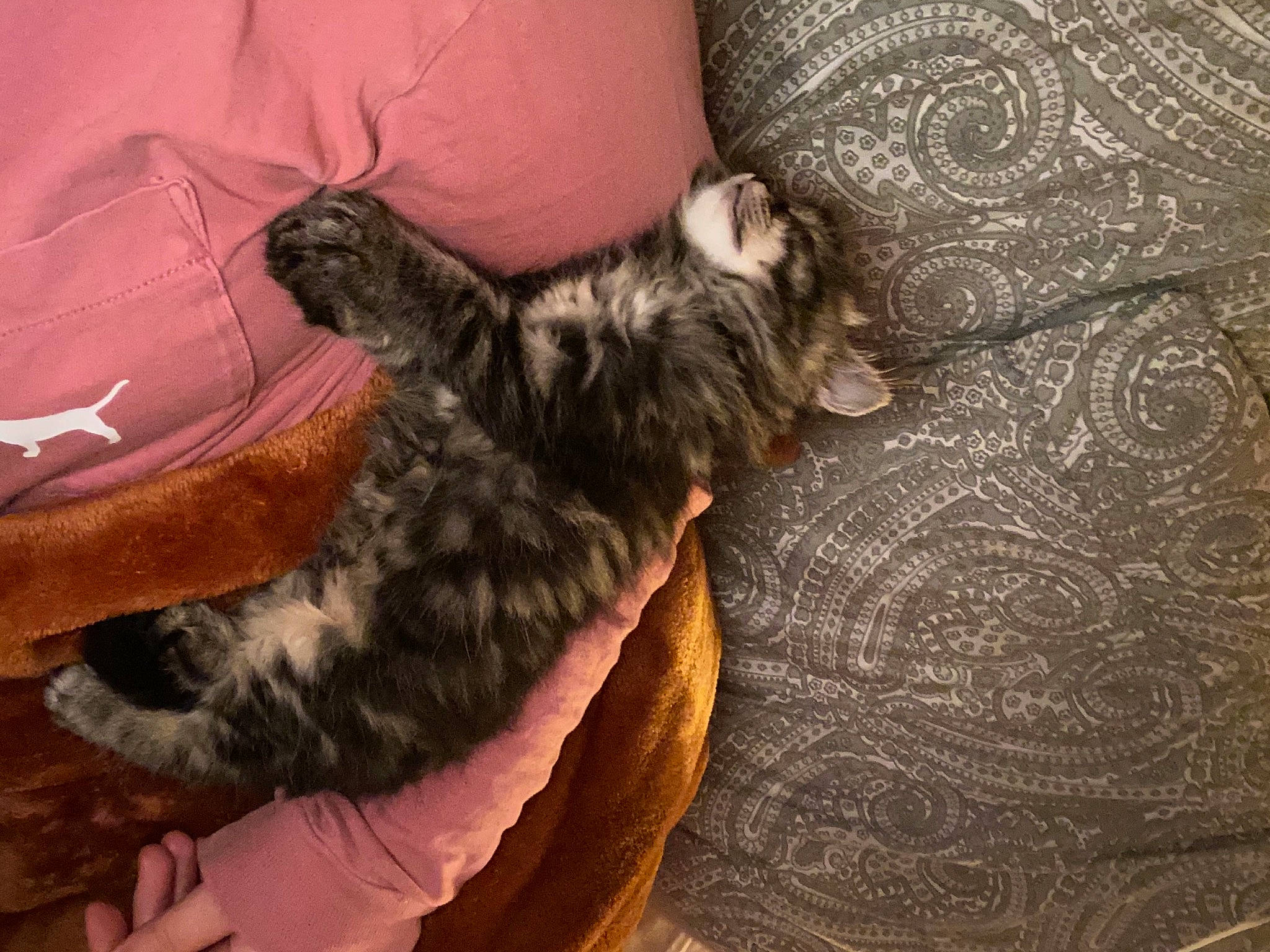 Blair joined the competition — help win amazing prizes! canidae, carnivore, cat, dog_breed, european_shorthair, felidae, kitten, kurilian_bobtail, mammal, norwegian_forest_cat, small_to_medium_sized_cats, tail, vertebrate