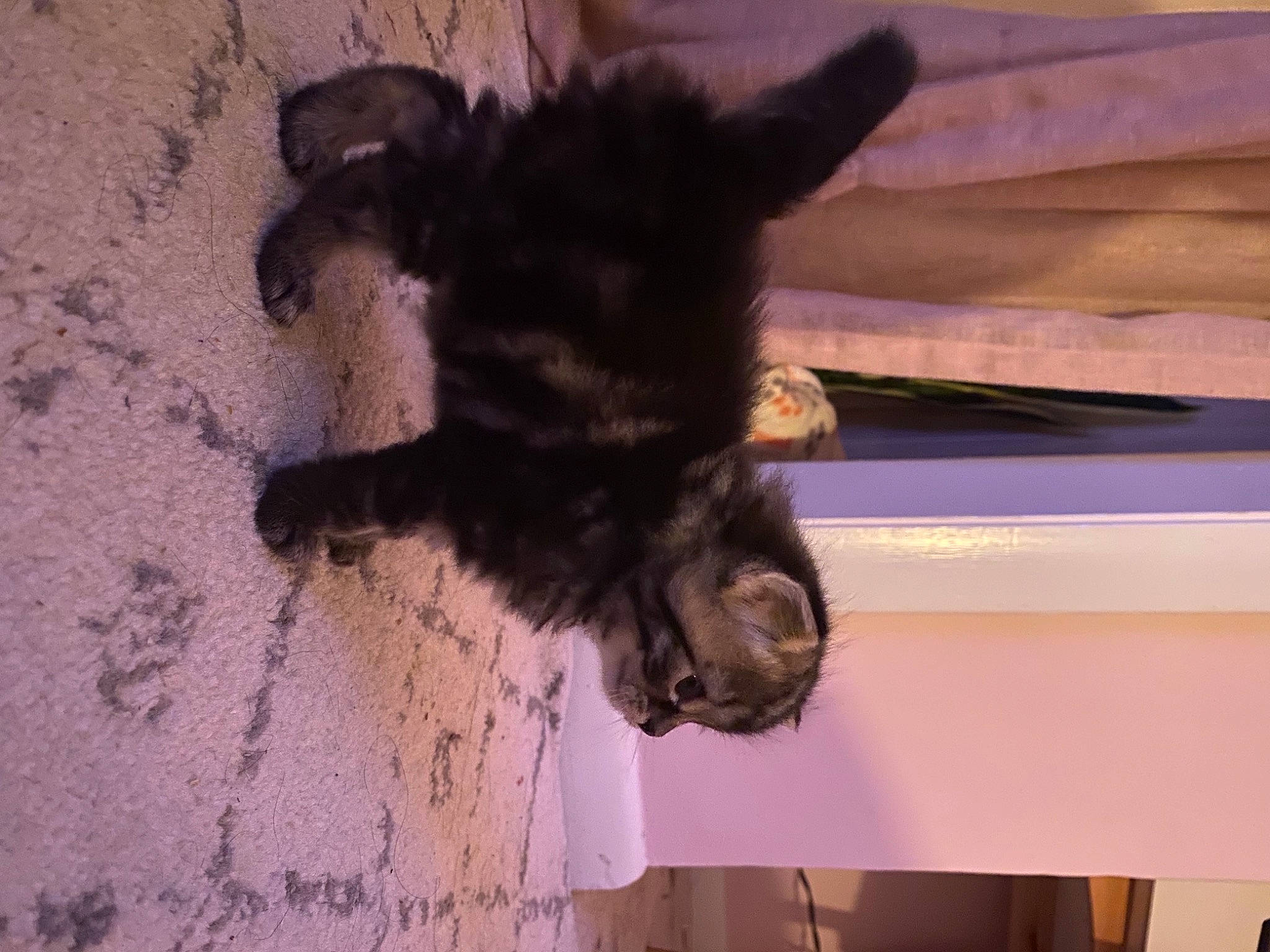 Blair joined the competition — help win amazing prizes! cairn_terrier, canidae, carnivore, dog, dog_breed, miniature_schnauzer, puppy, schnauzer, sporting_group, tail, terrier, yorkshire_terrier